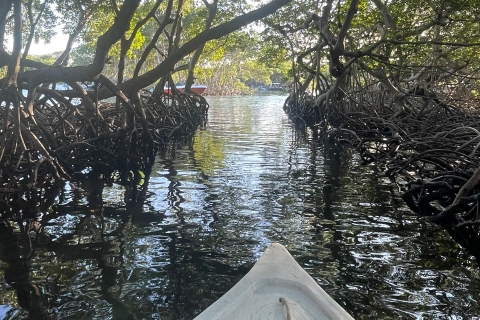 Visite de la mangrove + paresseux