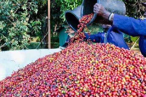 Guided tour to Fairview Coffee Farm