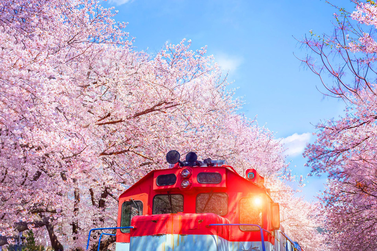 Seoul: Jinhae Cherry Blossom Tour with Busan Drop-off Option [Round Trip From Seoul] Jinhae Cherry Blossom Day Tour