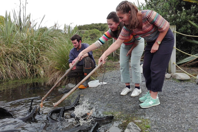 Kāpiti: Kiwi Icons Tour at Ngā Manu Nature Reserve