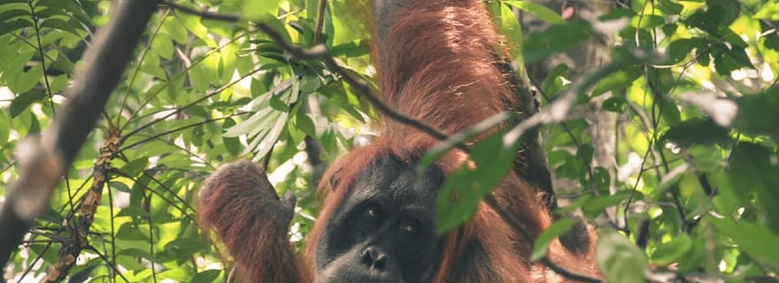 Bukit Lawang : randonnée d'une journée dans la jungle avec observation des orangs-outans