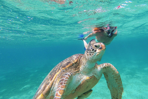 Akumal Reef & Turtle Swim Single Tour