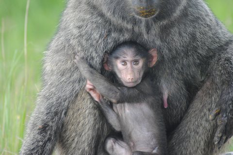 7 Day Rwanda Uganda Culture and Primate Safari Adventure