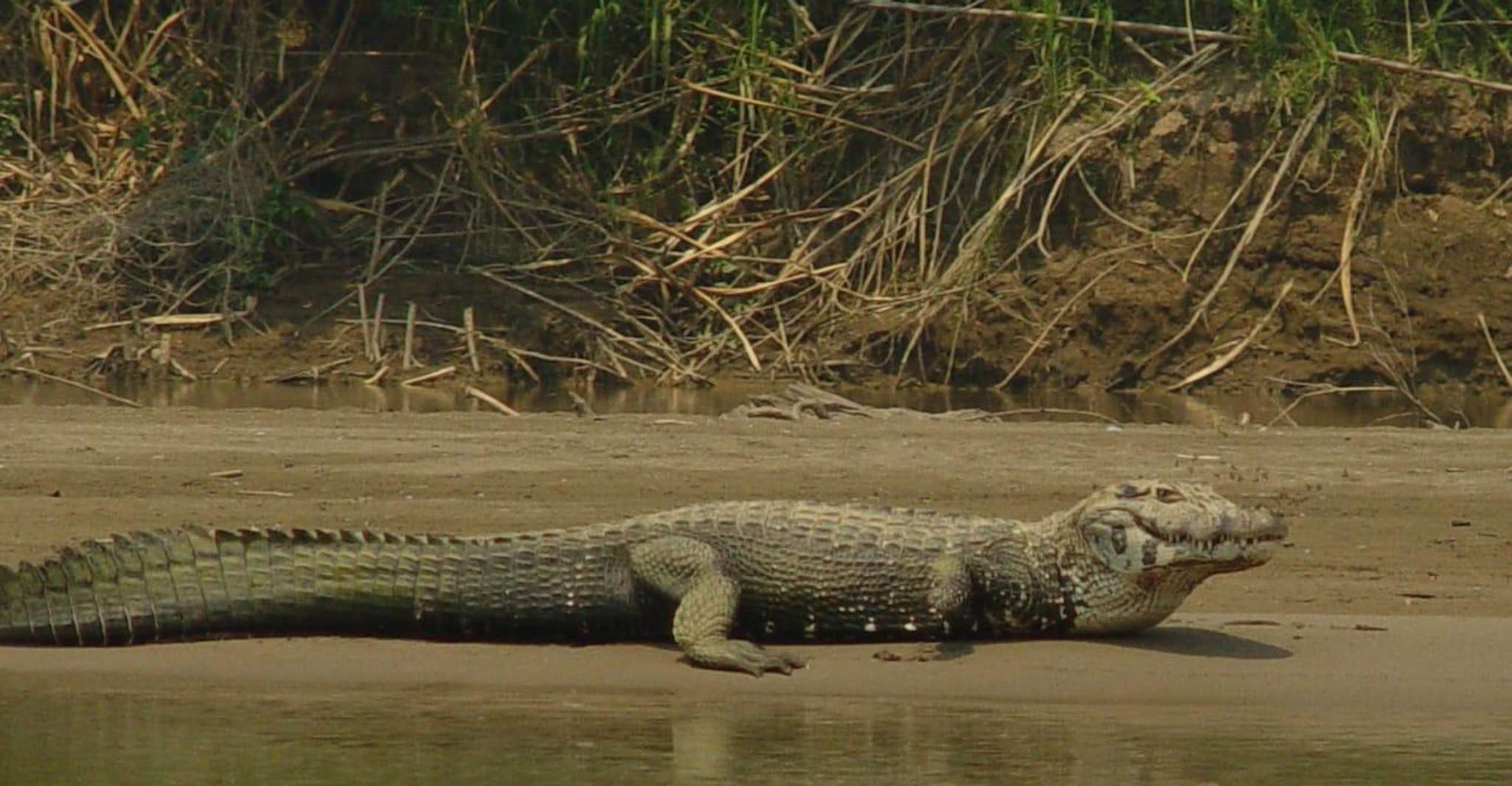 Excursion 2 days/1 nights in the jungle, Tambopata - Housity