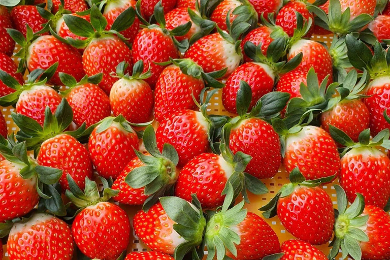 Seoul: Strawberry Picking & Eobi Ice Valley & Nami Island 5. Strawberry Picking & Eobi Ice Valley & Snow Sledding