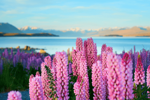 Queenstown: Private Day Trip to Lake Tekapo, Pukaki & More