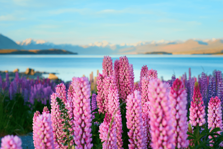 Queenstown: Private Day Trip to Lake Tekapo, Pukaki & More
