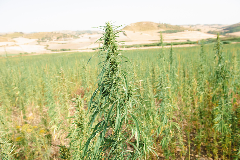 Sensory walk with lunch in the Caltagirone countryside