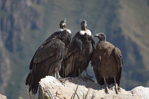 2 Days of Trekking through the Colca Canyon, Ending in Puno 2-Day Trekking in the Colca Canyon, ending in Puno