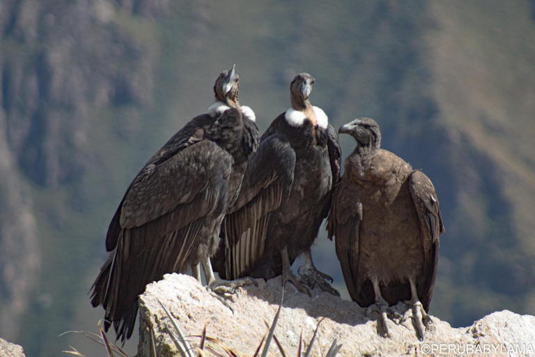 2 Days of Trekking through the Colca Canyon, Ending in Puno 2-Day Trekking in the Colca Canyon, ending in Puno