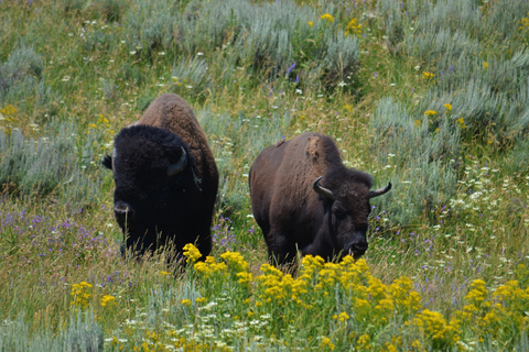 Jackson: Grand Teton & Yellowstone Private Van Tour
