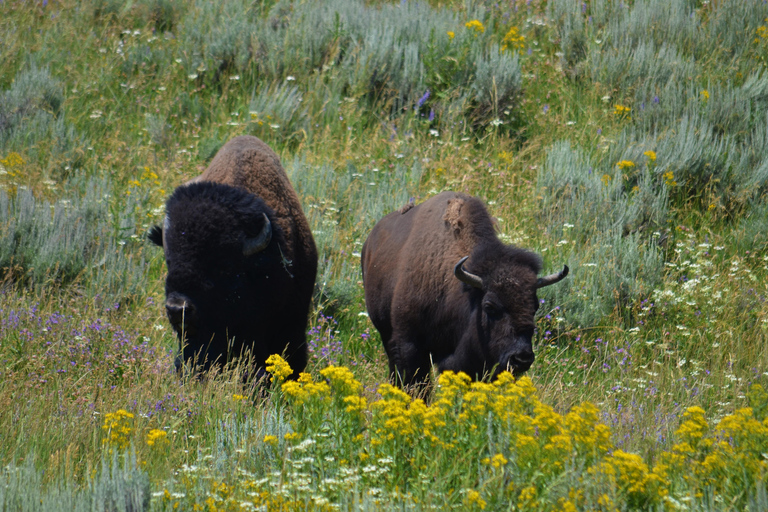 Jackson: Grand Teton & Yellowstone Private Van Tour