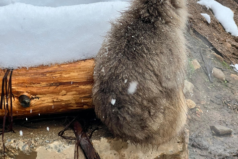 Nagano: Snow Monkeys, Zenko-ji Temple, and Lake Nojiri Tour