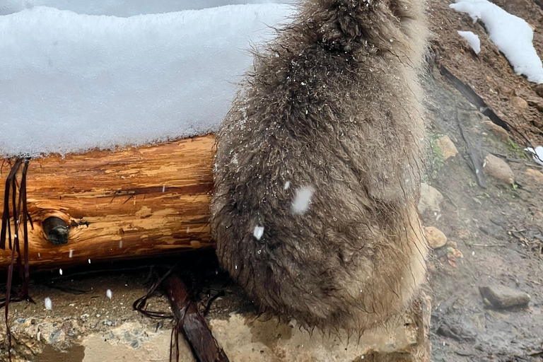 Nagano: Snow Monkeys, Zenko-ji Temple, and Lake Nojiri Tour