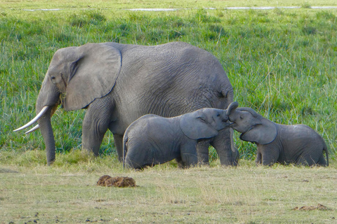 Kenia: Fly-In-Safari nach Amboseli vom Hafen Mombasa 2 TageKenia: Flugsafari nach Amboseli vom Hafen Mombasa, 2 Tage