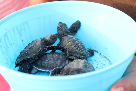Puerto Escondido: ervaring met het vrijgeven van schildpadden