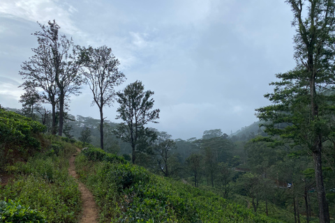 LOCATION: Hanthana to Galaha Pekoe Trail Stage 01 Trek Pekoe Trail Stage 01 -Hanthana to Galaha Tracking