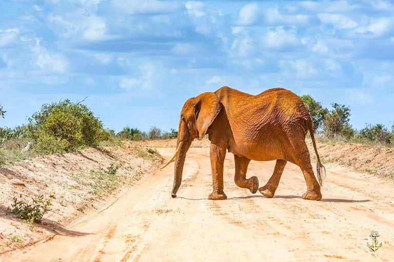 Salt Lick Safari Lodge: tour di 2 giorni da Nairobi o MombasaNairobi o Mombasa: tour di 2 giorni al Salt Lick Safari Lodge