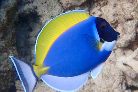 Wyspa Mnemba: półdniowa wycieczka łodzią z pływaniem z delfinami i nurkowaniem z rurkąPrywatna wyspa Mnemba – nurkowanie z rurką i pływanie z delfinami