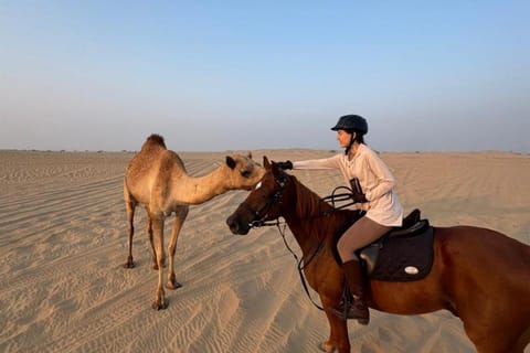 Dubai: 1-Hour Horse Riding Experience at M11 Equestrian Club