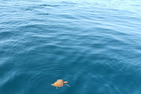 Lagos: Guided Small Group Dolphin Watching Tour