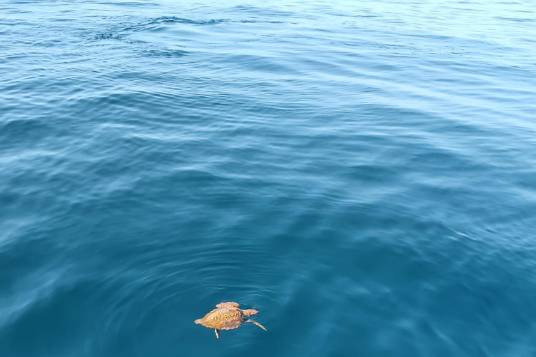 Lagos: Guided Small Group Dolphin Watching Tour