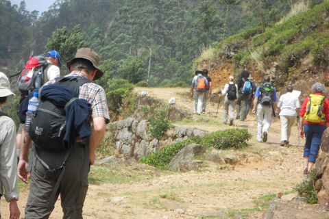 Trekking z Kandy do Ella