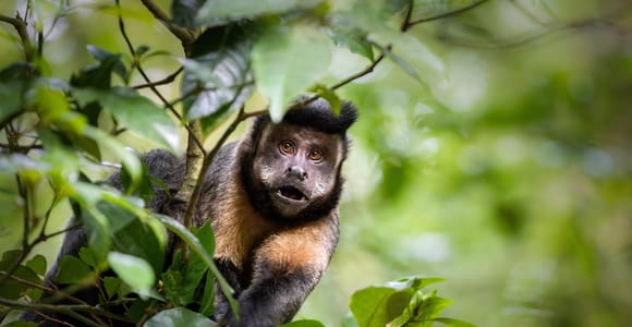 Rio: Tijuca National Park Peaks, Caves & Falls Guided Hike