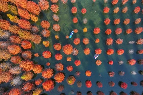 Shanghai: Taohuajie Water Forest Paddleboard Day Trip