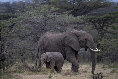 Viaggio di un giorno da Nairobi a Maasai Mara - AWNairobi: Escursione di un giorno nella Riserva Nazionale di Maasai Mara - Privato