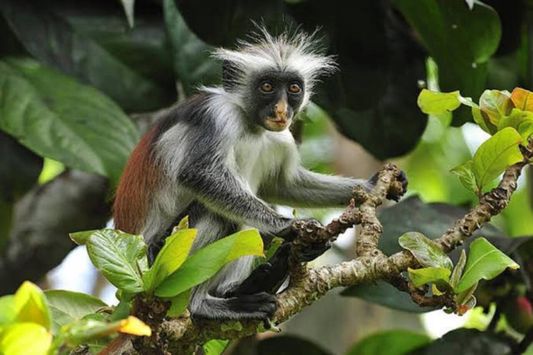 Zanzibar: Red Monkeys Forest Tour, Butterfly & Reptile Park. This option, No Hotel Pickup.