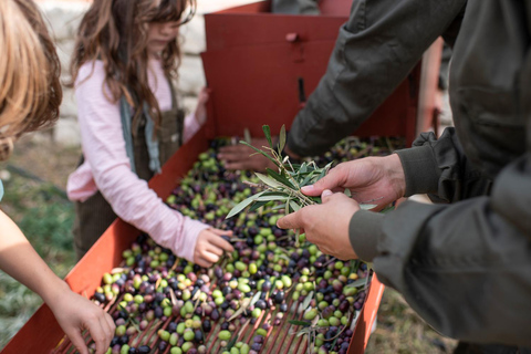 Ronda and Olive Oil Tasting: Small Group Tour from Malaga