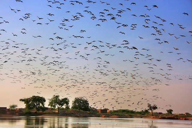 A Day Tour of Bharatpur Bird Sanctuary from Agra.
