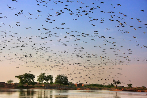 Veja Fatehpur Sikri e o Santuário de Pássaros de Bharatpur com uma parada em Délhi