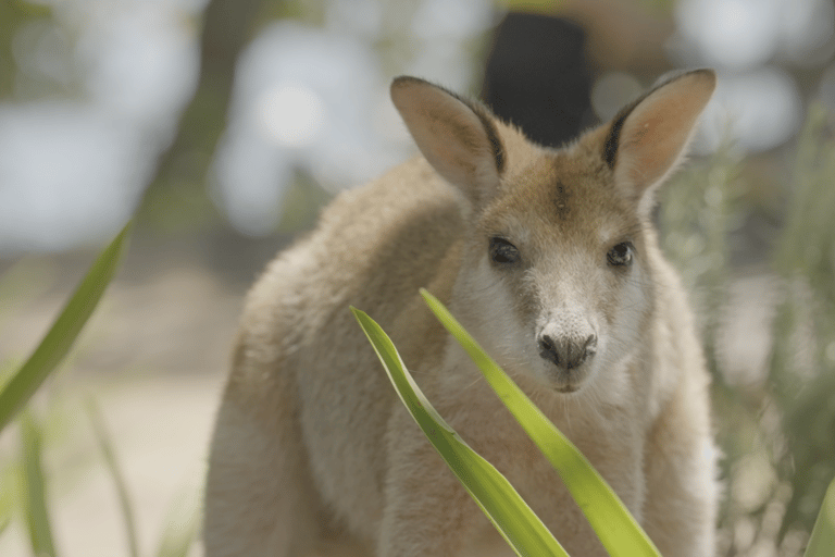 Gold Coast : excursion en jet ski sur l&#039;île de StradbrokeCôte d&#039;Or : Excursion en jet ski sur l&#039;île Stradbroke