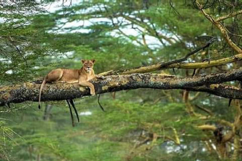 Safari de 5 jours Tarangire, Serengeti, Ngorongoro et Manyara Join