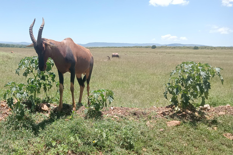 Masai Mara: 3 giorni di Masai Mara