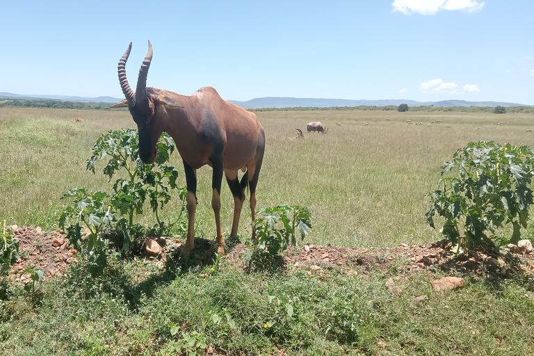 Masai Mara: 3 giorni di Masai Mara