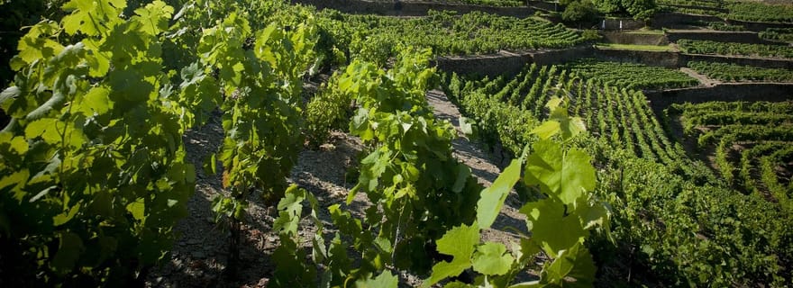 Visite privée de luxe dans le Douro (vins et gastronomie)