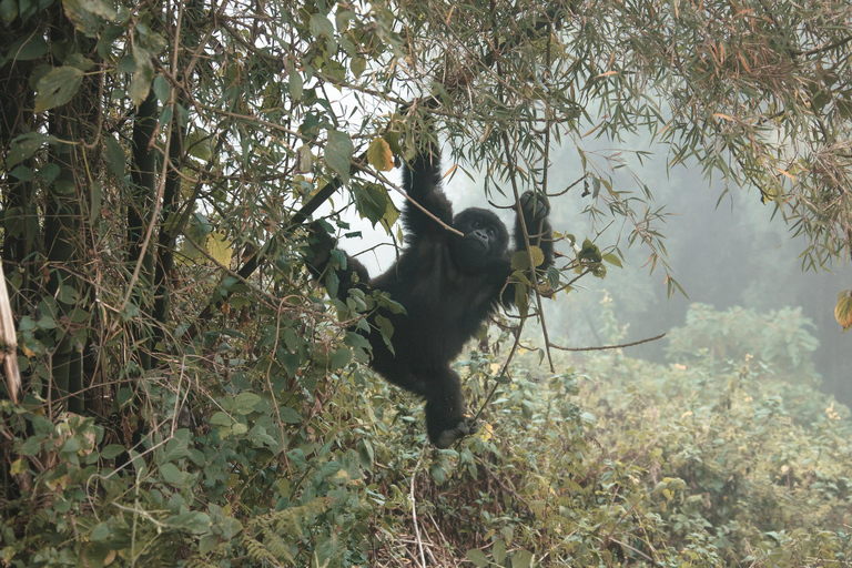 2 Day Rwanda Gorilla and Golden monkey trekking tour