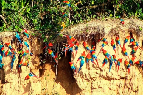 Z Tambopata: papugi i makolągwy liżą glinę