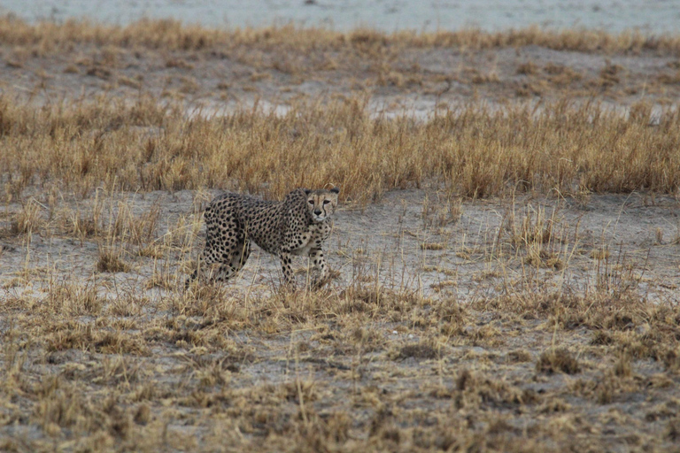 Windhoek: 3-Day Guided Safari in Etosha with Lodge