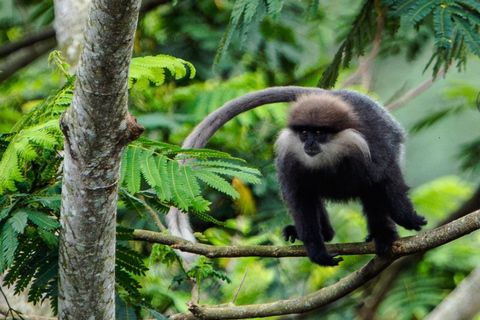 From South Coast: Sinharaja Rainforest Day Trip From Galle: Sinharaja Day Trip