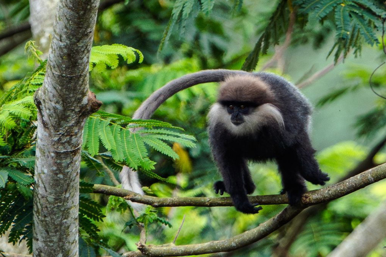 From South Coast: Sinharaja Rainforest Day Trip From Galle: Sinharaja Day Trip