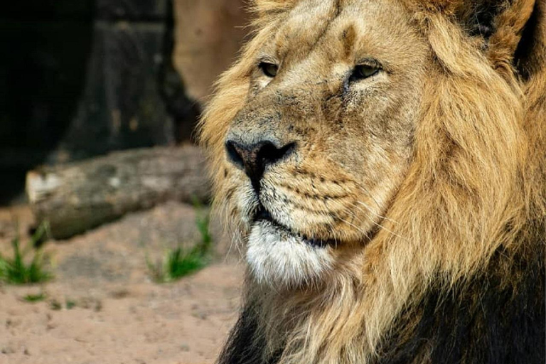 Tanzania: aventura de 5 días con safari para ver los cinco grandesEL MEJOR SAFARI DE LOS CINCO GRANDES EN TANZANIA