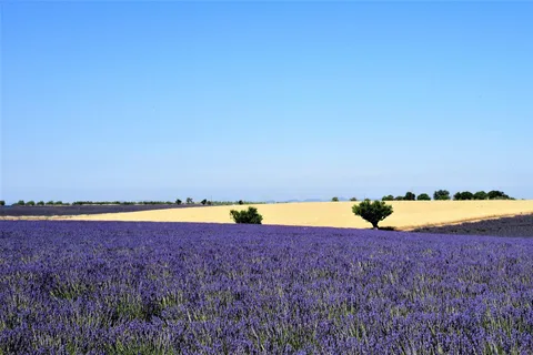 Au départ d'Aix-en-Provence : Tour de lavande au coucher du soleil à Valensole