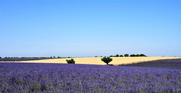 Von Aix-en-Provence aus: Lavendeltour bei Sonnenuntergang in Valensole