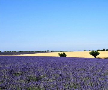 De Aix-en-Provence : Passeio de lavanda ao pôr do sol em Valensole
