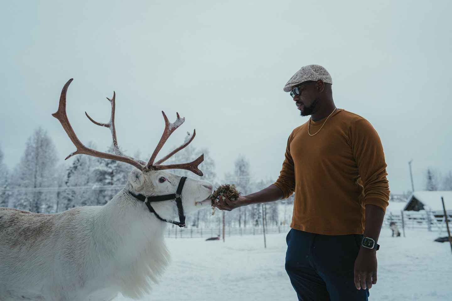 Rovaniemi: Reindeer Farm Visit with Photographer