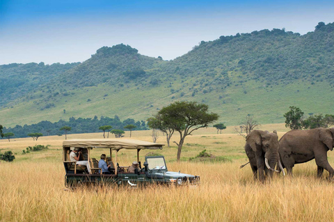 Excursão de dia inteiro à Ol Pejeta Conservancy e ao Santuário de Chimpanzés